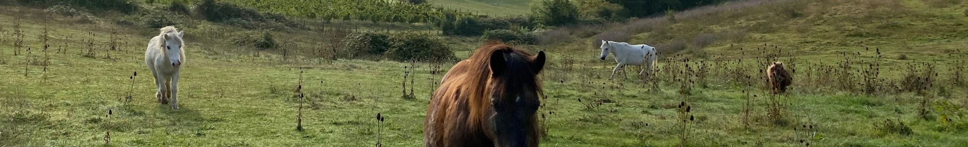 ASSURANCE HARAS